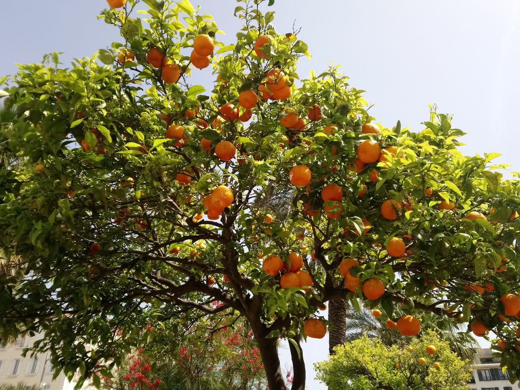 oranger-a-hyeres